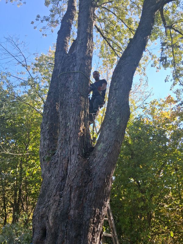 Tree Trimming