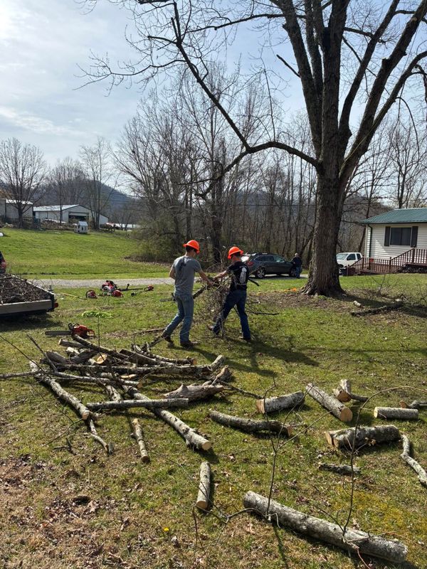Tree Removal