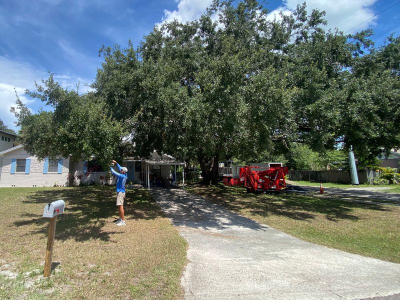Tree Trimming