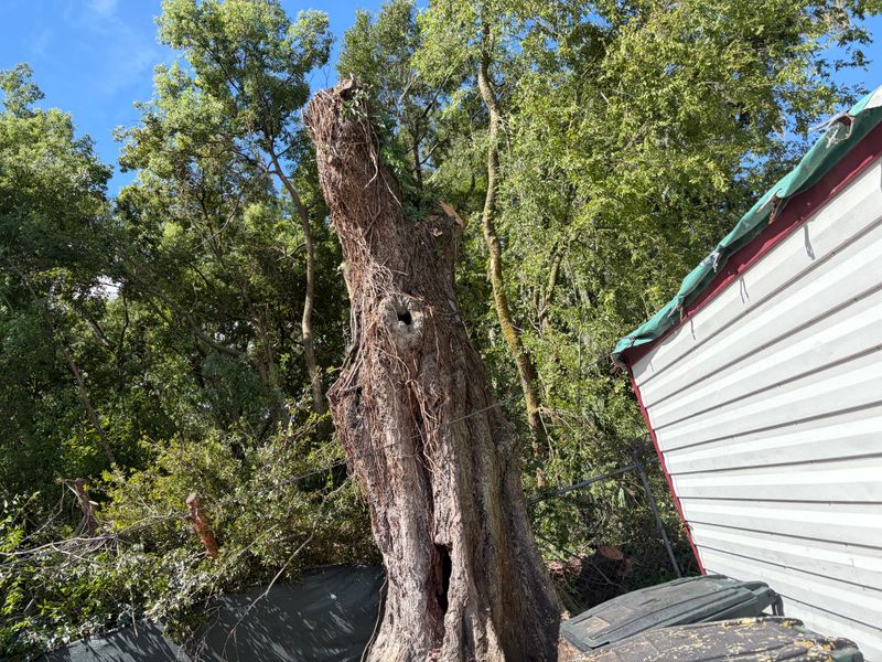 Stump Removal
