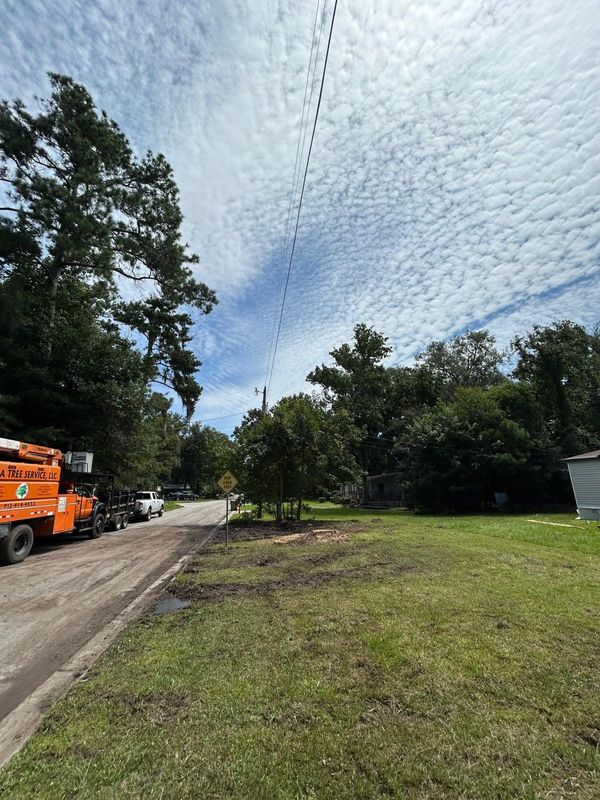 Tree Trimming