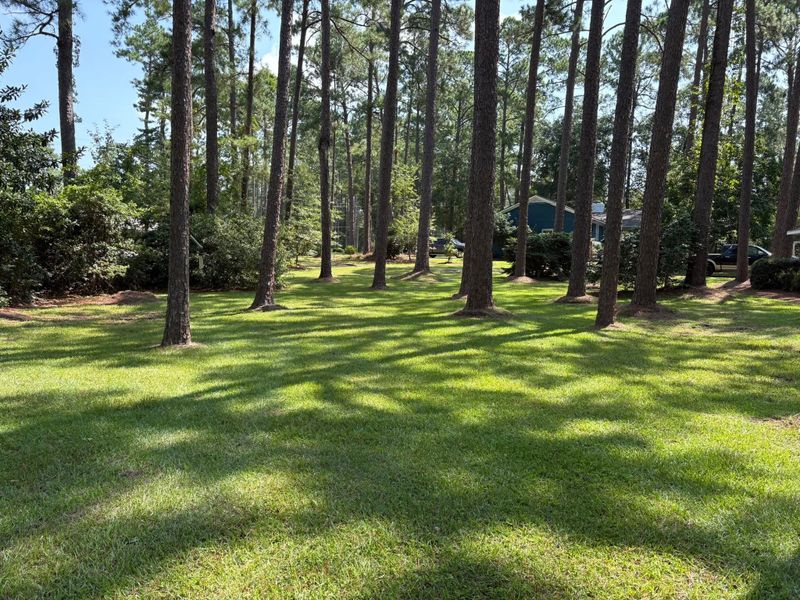 Tree & Shrub Care
