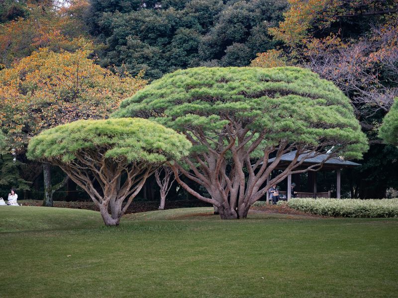 Tree & Shrub Care