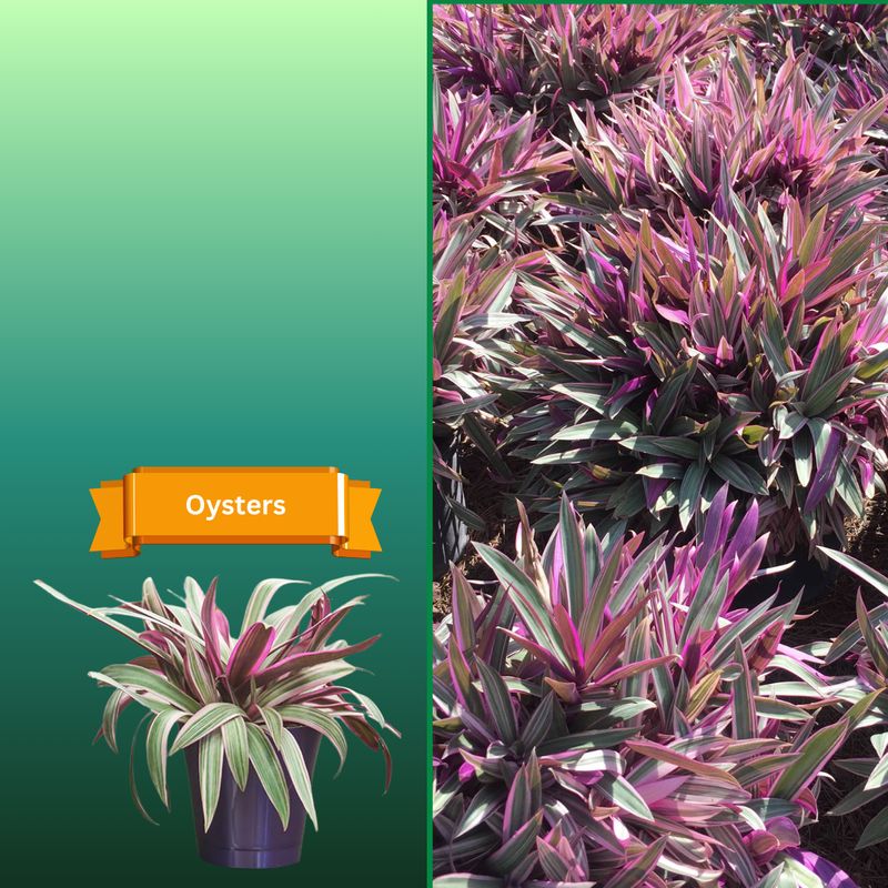 Plant Samples