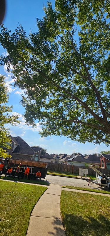 Tree Trimming