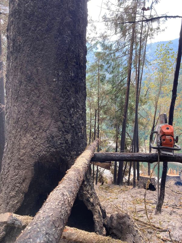 Tree Trimming and Removal