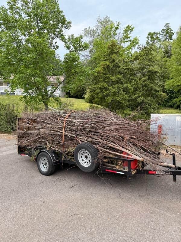 Small Tree Removal