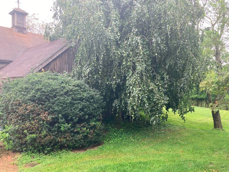 Tree & Shrub Care