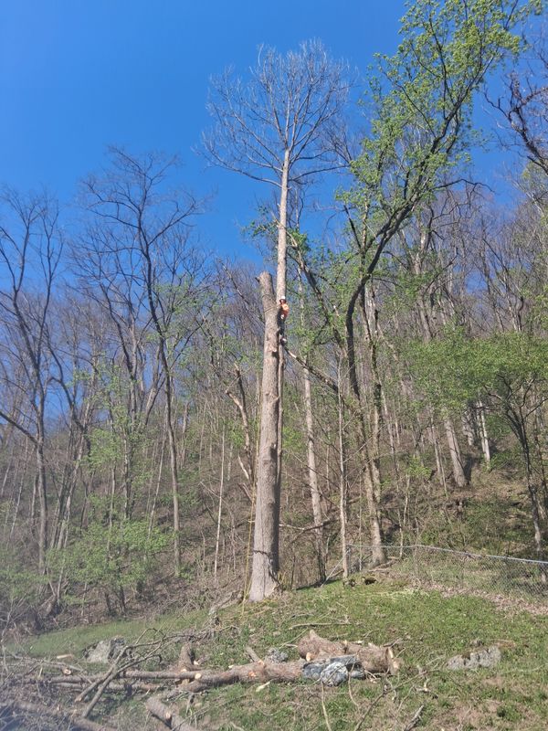 Tree Trimming