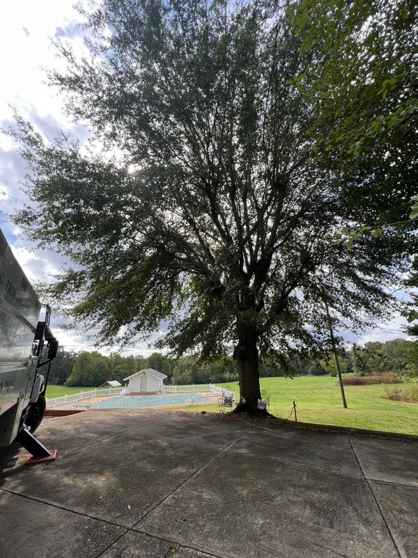 Tree Trimming