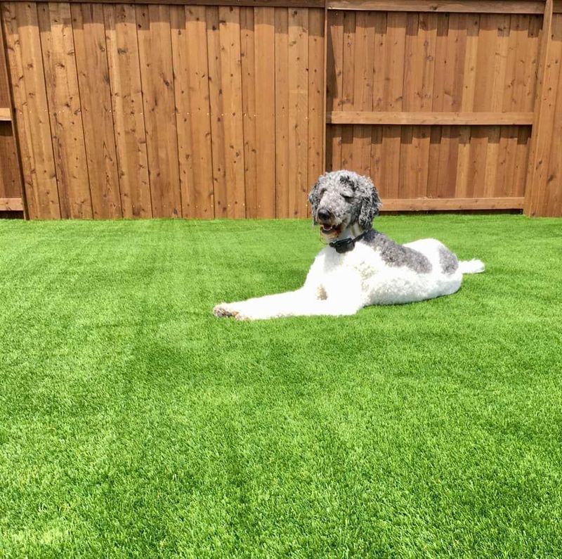 Pet Turf