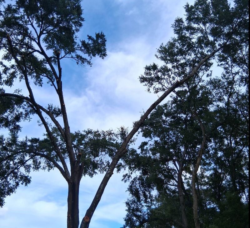 Tree Removal