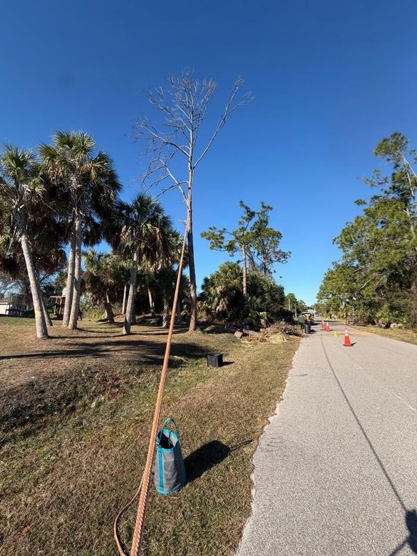 Tree Trimming