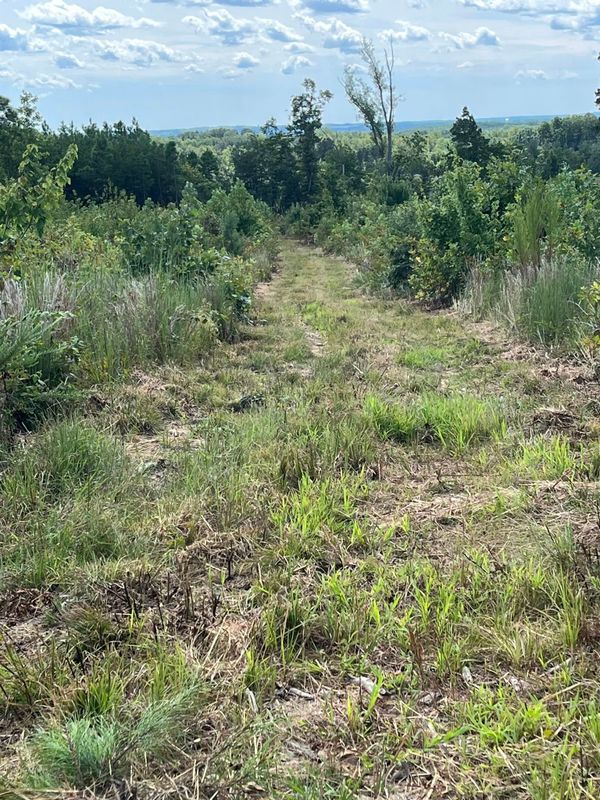 Bush Hogging