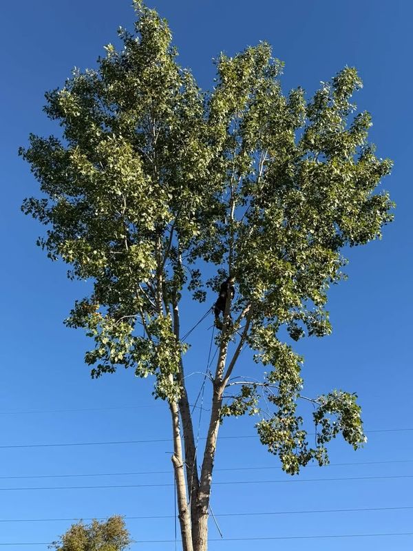 Tree Trimming