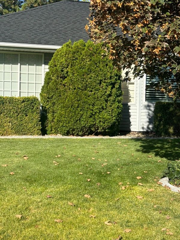 Lawn Maintenance