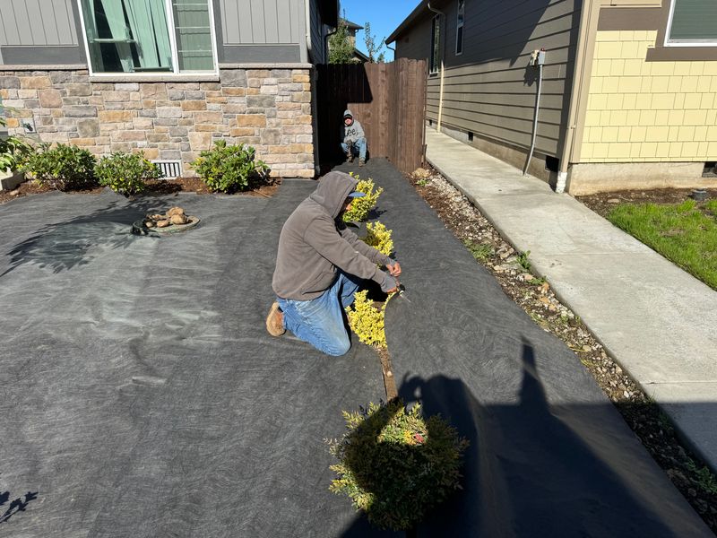 Shrub Trimming