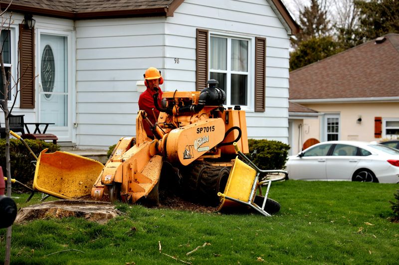 Tree & Shrub Care