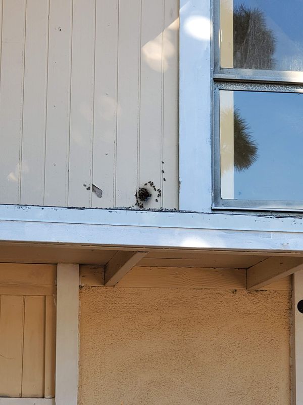 Bee Extermination & Removal