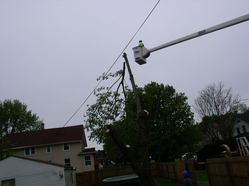Tree Trimming gallery