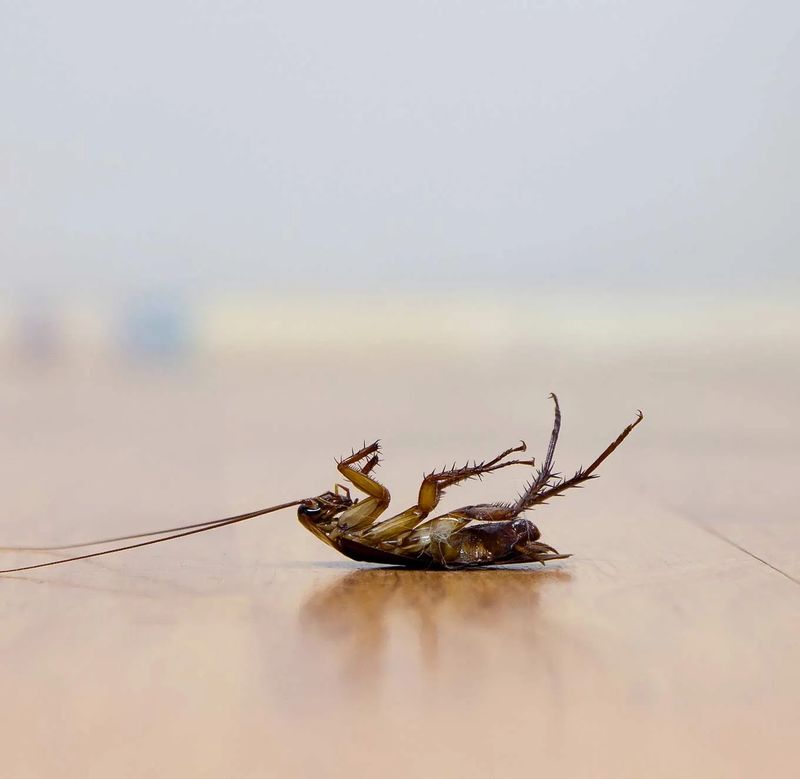 Cockroach Extermination