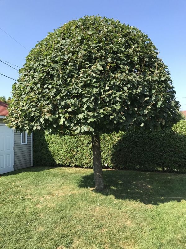 Tree Trimming