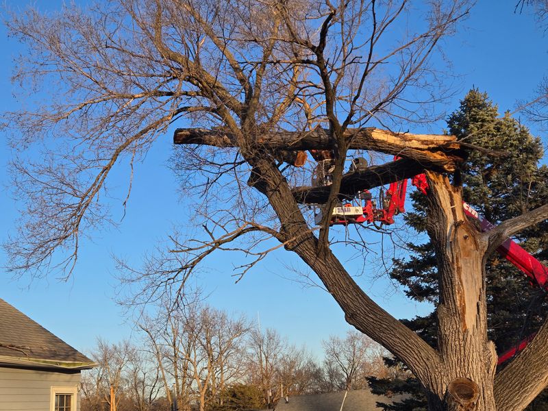 Tree Trimming