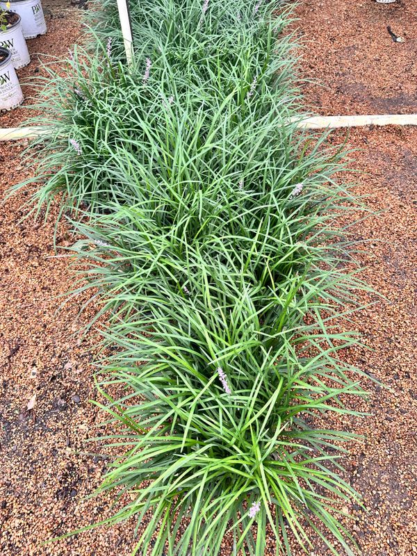 Flowerbeds & Native Plants