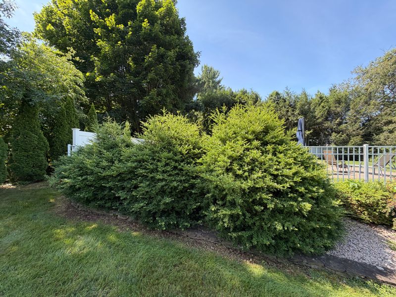 Lawn Maintenance