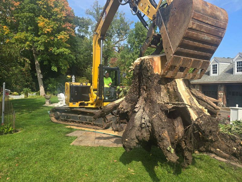 Tree Removal