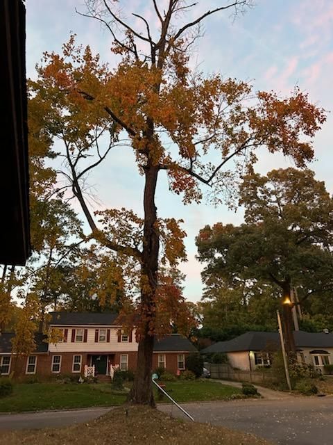 Tree Removal