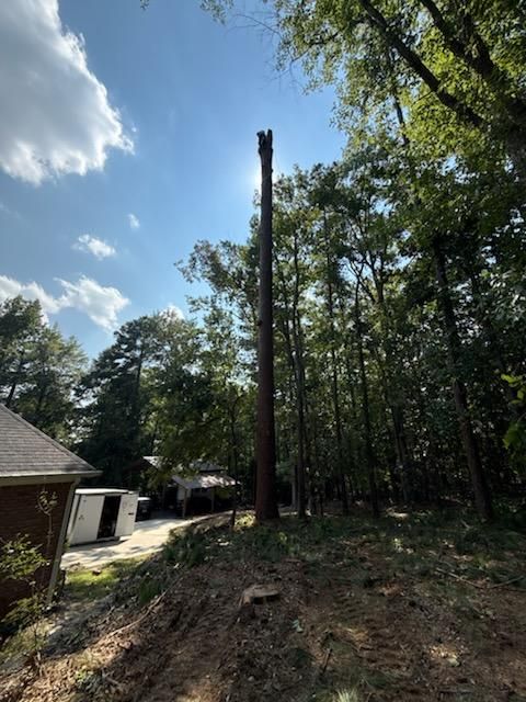 Arborist & Tree Removal