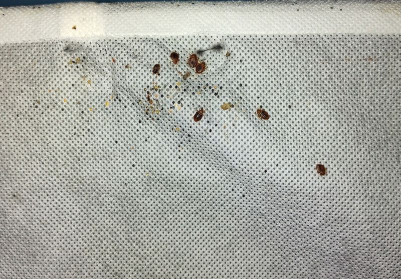 Residential Pest Control
