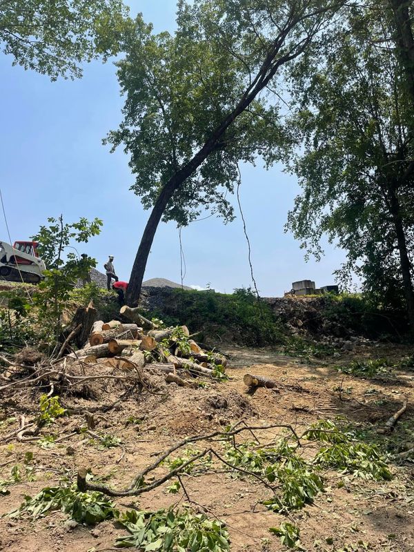 Tree Removal