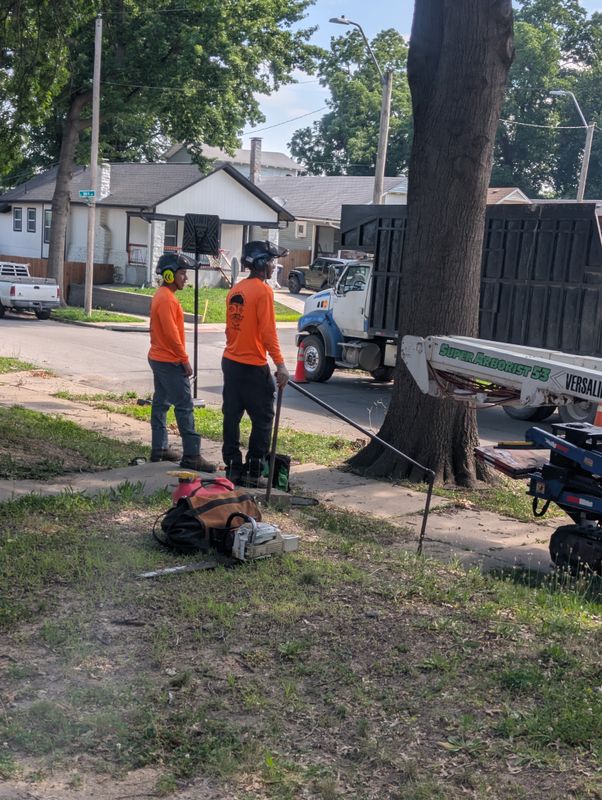 Stump Removal