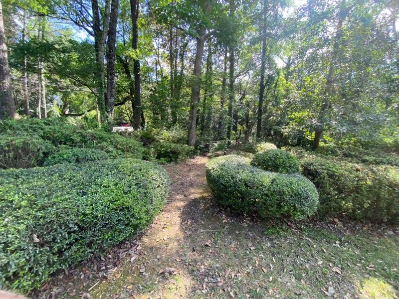 Tree & Shrub Care
