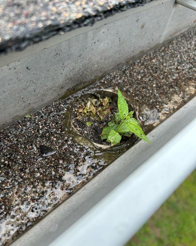 Gutter Cleaning & Maintenance