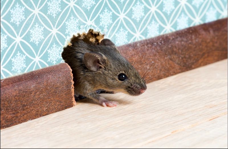 Rodent Control Services