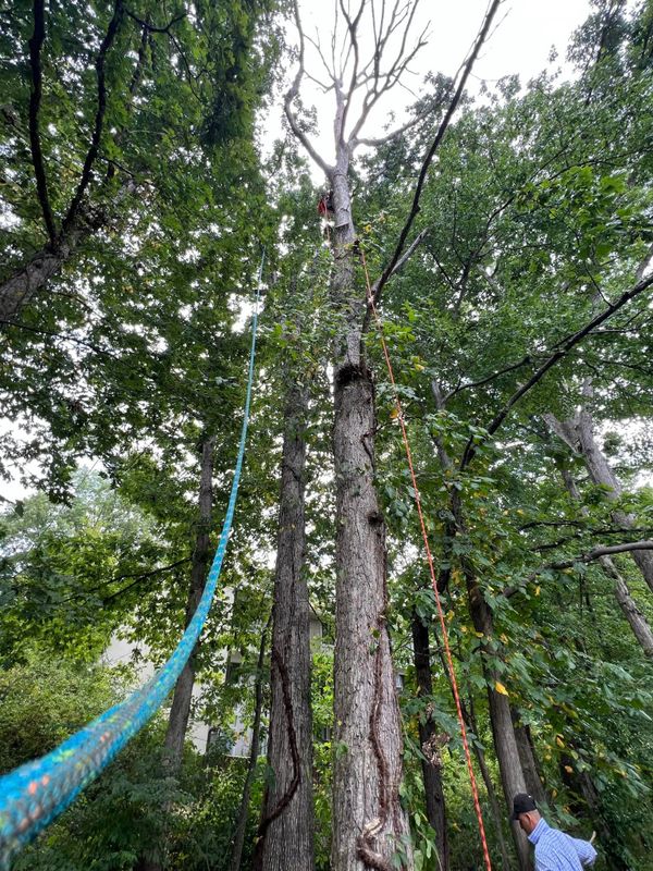 Tree Trimming and Removal