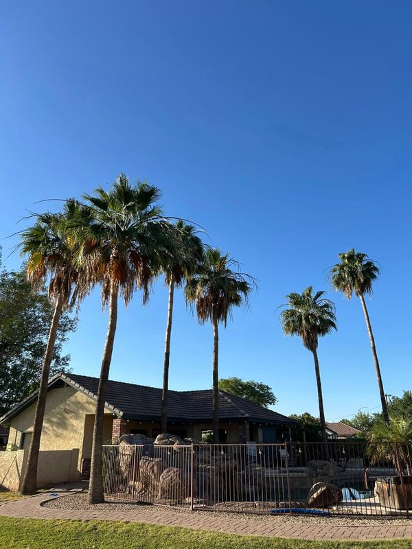 Palm Tree Trimming