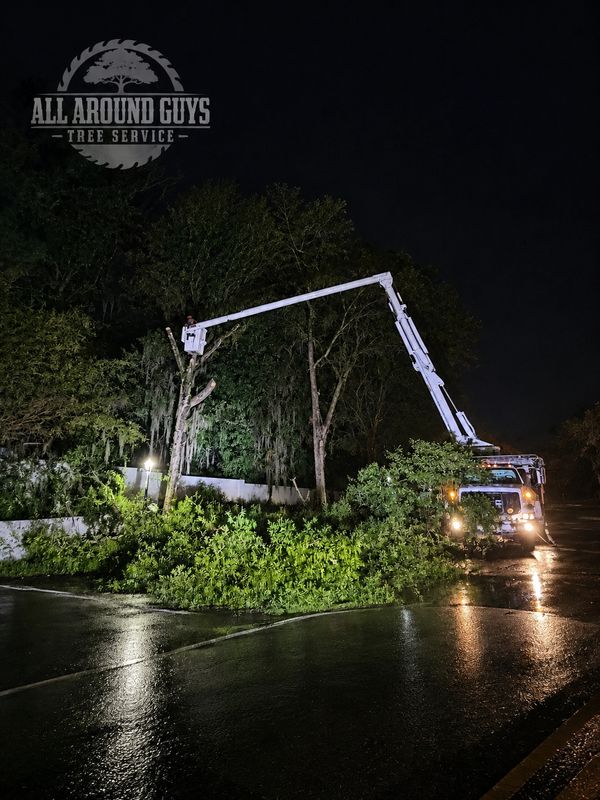 Tree Pruning and Trimming