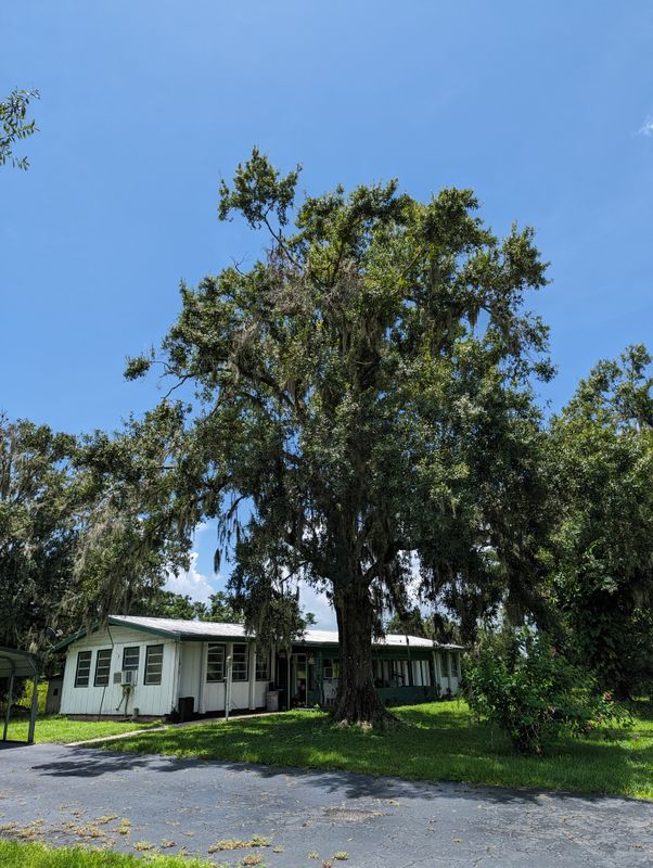 Tree Removal