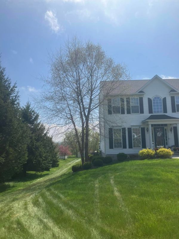 Shrub Trimming