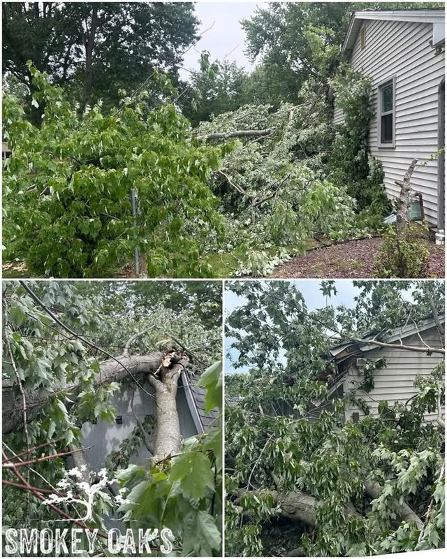 Tree Removal