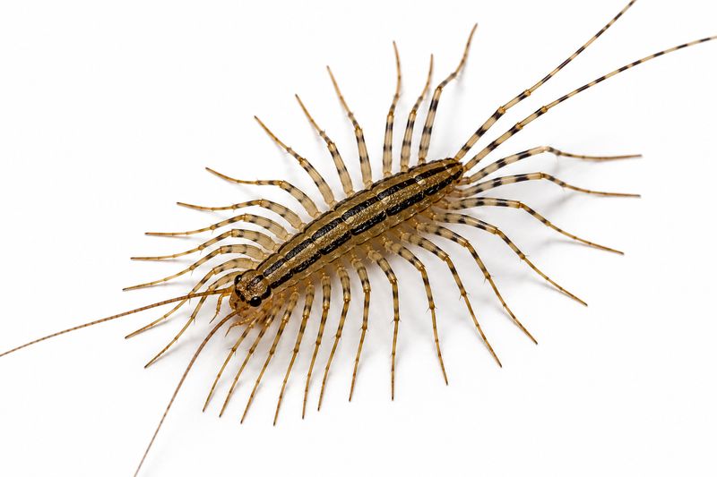 Centipede Control