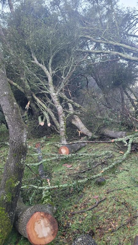 Hazardous Tree Services