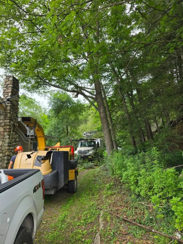 Tree Trimming