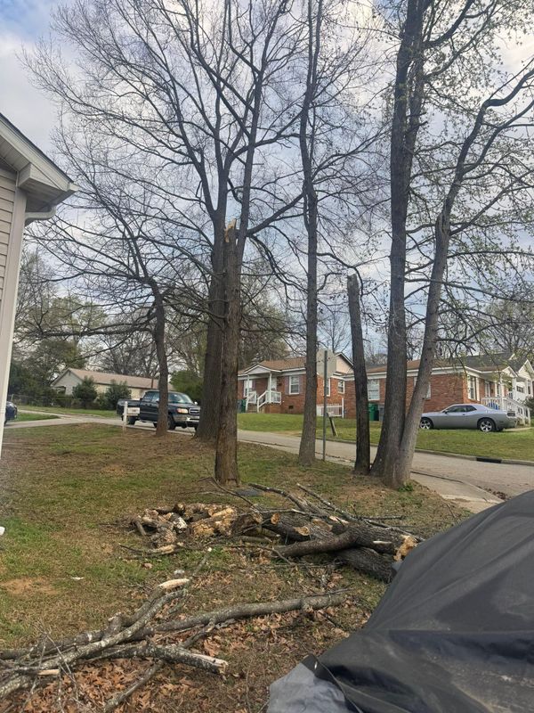 Transforming Landscapes: Expert Tree Removal for Enhanced Curb Appeal