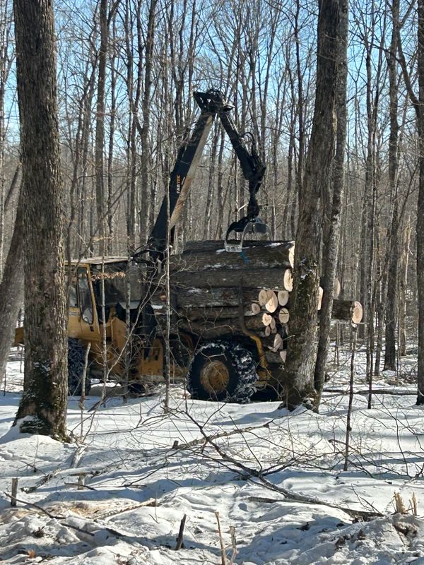 Tree Services