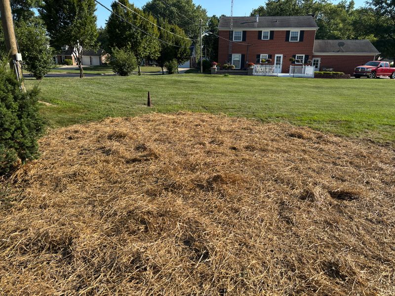Stump Removal